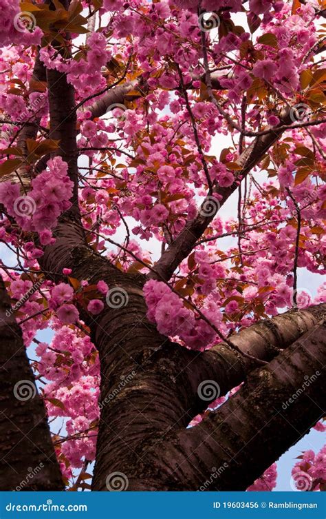 gorgeous cherry blossoms  peak bloom stock photo image  flora