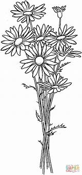 Daisy Coloring Pages Flower Printable Drawing Daisies Supercoloring Drawings Flowers sketch template