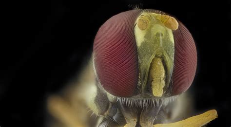 big eyed fly    zs pmax udr  fly  flickr