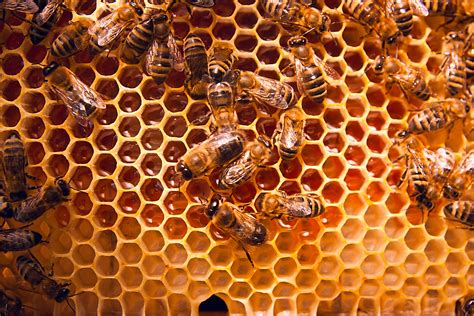 hobby  beekeeping wagners greenhouses