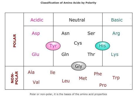 amino acids chart polar nonpolar