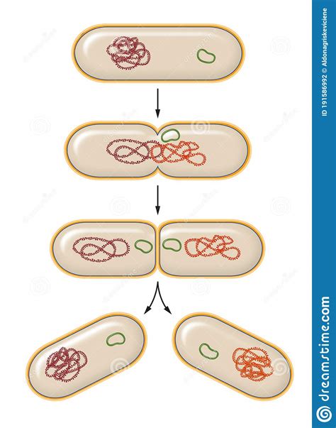 Bacteria Reproduce Asexually In Asexual Reproduction The