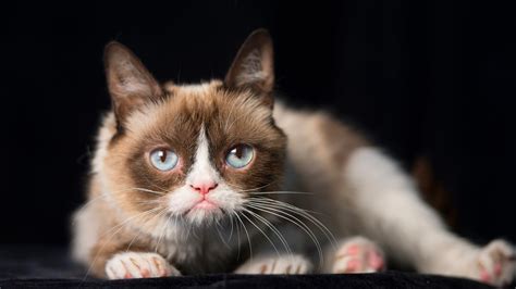 grumpy cat beloved internet meme star dies  age