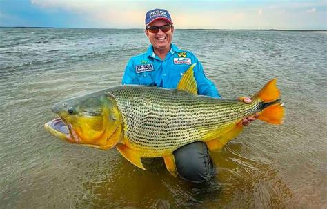 peixe dourado caracteristicas alimentacao  reproducao