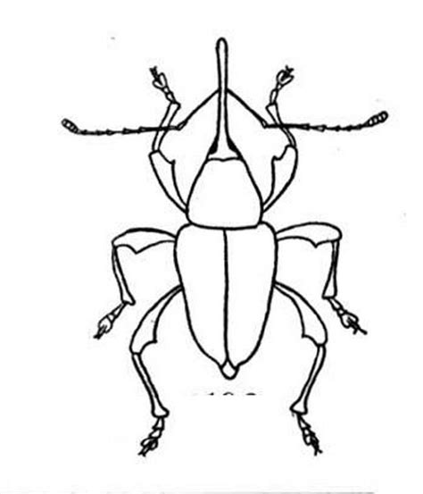 bug coloring pages  kids coloring home