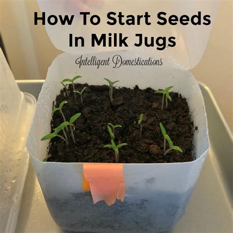 milk jugs  winter seed sowing intelligent domestications