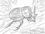 Escarabajos Escarabajo Rinoceronte Beetle Imprimir Insectos sketch template