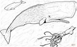 Sperm Ballena Beluga Orca Baleine Humpback Whales Ausmalbild Ausmalbilder Animaux Pottwal Cachalotes Antarctica Capodoglio Cucciolo Buscar Antarktische Ballenas Ausdrucken Malvorlagen sketch template