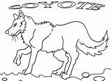 Coyote Cool2bkids Kojote Coiote Kojoten Simplicity Malvorlagen sketch template