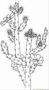 Coloring Cactus Flowers Pages Printable Color Natural sketch template