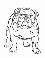 Bulldogge Malvorlagen Tiere Hunde Bulldoggen sketch template