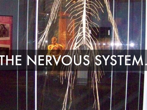 The Nervous System By Jalen Granlie