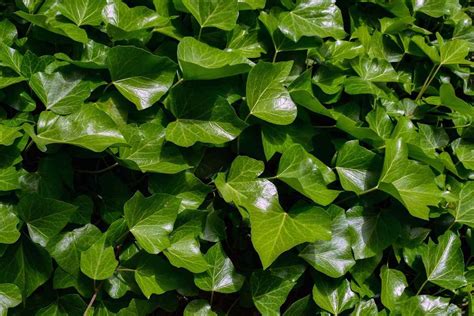 growing english ivy plant hedera helix  full guide gardening tips