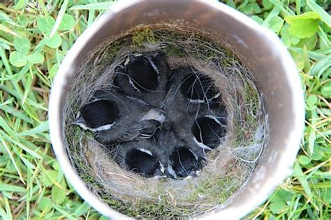 chickadee nest   window