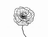 Poppy Flower Coloring Coloringcrew sketch template