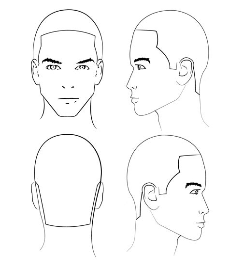 head diagram  hair