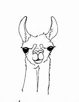 Llama Coloring Drawing Clipart Face Lama Pages Head Cute Cartoon Line Drawings Alpaca Animal Silhouette Dessin Llamas Printable Sketch Sketches sketch template