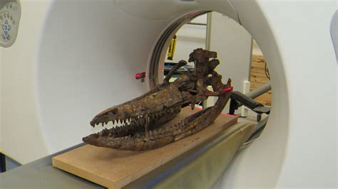 sea monster skull reveals secrets    years   discovery fox news