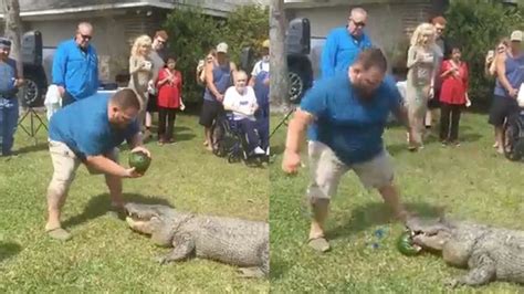 gator king uses live alligator for gender reveal party in viral video