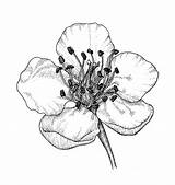 Flower Drawing Hawthorn Sketch Crataegus Rose Wilting Wilted Plant Flowers Tattoo Wild Drawings Tree Rosaceae Coloring Getdrawings Copyright sketch template