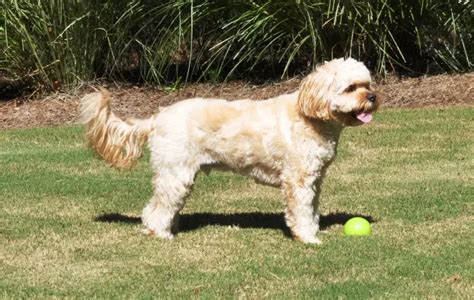 full grown cavalier king charles spaniel dog breeds bleumoonproductions