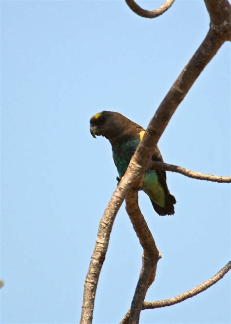 neils daily bird  brown parrot