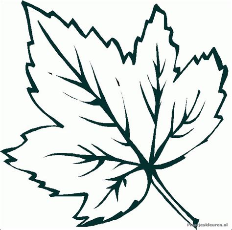 leaves colour  colouring pages