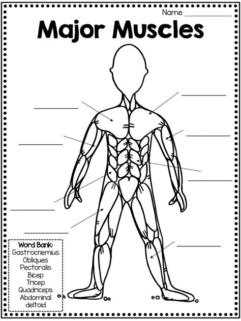 human muscles coloring labeled