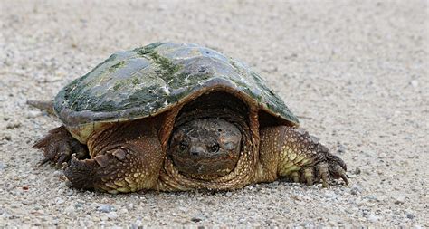 The Common Snapping Turtle Fact And Fiction On This Fascinating Reptile