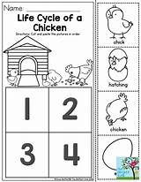 Preschool Cycle Chicken Life Farm Animals Worksheet Cycles Worksheets Egg Activities Science Kindergarten Kids Came Which First Printable Crafts Sequencing sketch template
