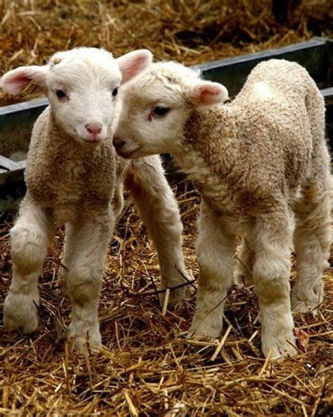 cute  baby lambs   precious pinterest