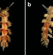 Afbeeldingsresultaten voor "doto Tuberculata". Grootte: 177 x 185. Bron: www.researchgate.net