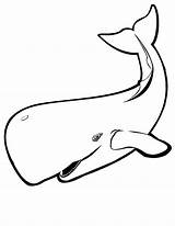 Coloring Whale Drawing Pages Printable Line Blue Book Outline Killer Preschool Print Cartoon Sperm Whales Color Coloringkids Colouring Clipart Clip sketch template