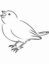 Colorare Passero Disegno Sparrow Passerotto Bird Cammina sketch template