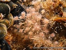 Image result for "ectopleura Dumortieri". Size: 133 x 100. Source: www.mer-littoral.org