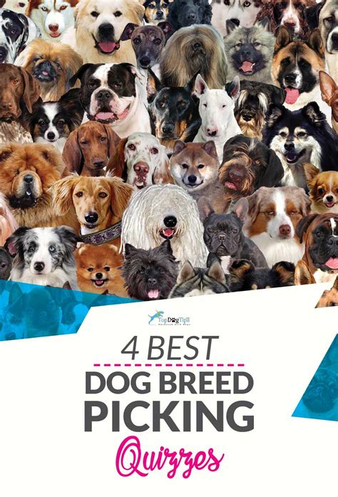 dog breed quiz    choose   pup   dog