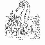 Coloring Bed Sea Designlooter Seabed Seahorse Drawing 37kb 300px sketch template