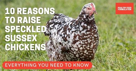 amazing facts  speckled sussex chickens breed poultry feed