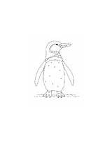 Penguin Galapagos Coloring sketch template