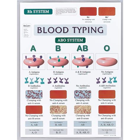 blood typing chart carolinacom