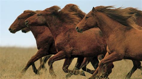 horses hd  wallpapershorses wallpapers  desktoplaptop