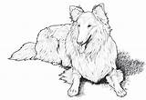 Coloring Collie Pages Dog Dogs Adult Books Difficult Book Border Popular Adults Printable Clipart Drawings Breed sketch template