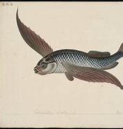 Afbeeldingsresultaten voor "hemipteronotus Splendens". Grootte: 177 x 185. Bron: bibliodyssey.blogspot.ca