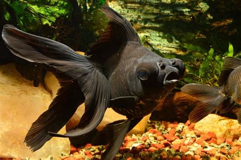 black moor goldfish care lifespan  tank mates fish tank master