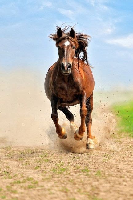 images  inspirations nature horses  pinterest