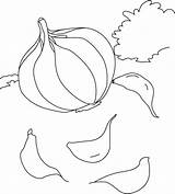 Garlic Cloves Field Coloring Pages sketch template