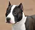 Image result for Staffordshire Bull Terrier. Size: 115 x 98. Source: animalsbreeds.com