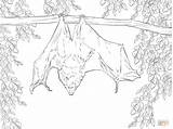 Bat Coloring Pages Realistic Drawing Bats Hanging Printable Color Futurama Fruit Inspiration Rodrigues Vampire Getcolorings Birijus Getdrawings sketch template