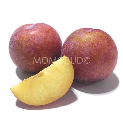 red coconut plum pcs momobud