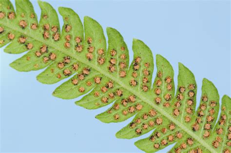 bumps  fern leaves vol    mississippi state university